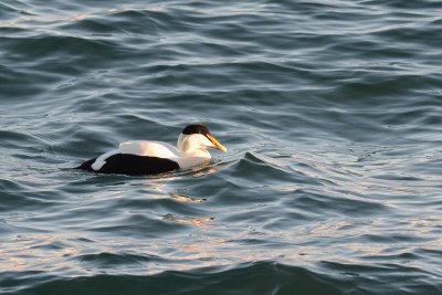 Eider  duvet (Common eider)