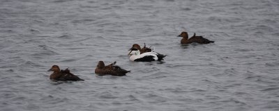 Eider  duvet (Common eider)