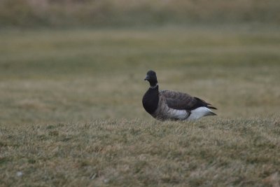 Bernache cravant (Brant goose)