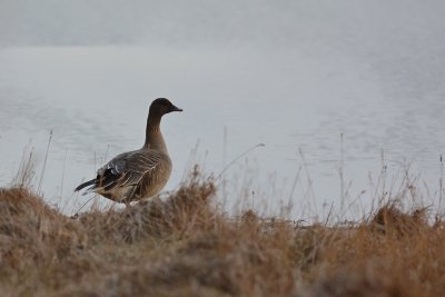 Oie à bec court (Pink-footed goose)