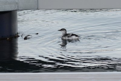 Guillemot  miroir (Black Guillemot)