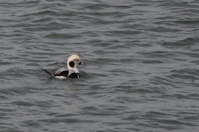 Harelde kakawi (Long-tailed duck)