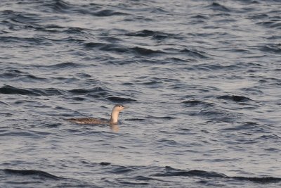 Plongeon catmarin (Red-throated loon)