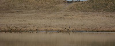 Pluvier dor (Eurasian golden plover)