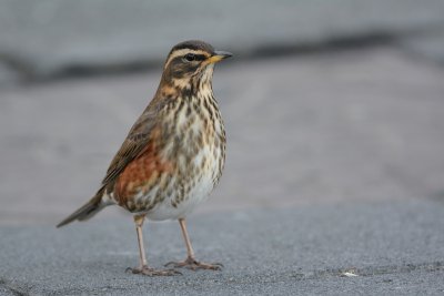 Grive mauvis (Redwing)