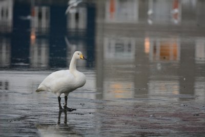 Cygne chanteur (Whooper swan)