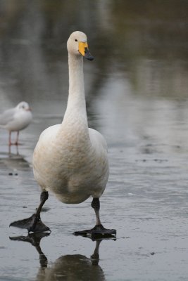 Cygne chanteur (Whooper swan)