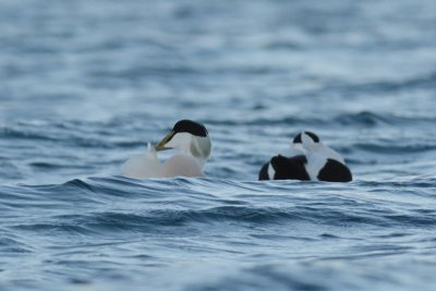 Eider  duvet (Common eider)