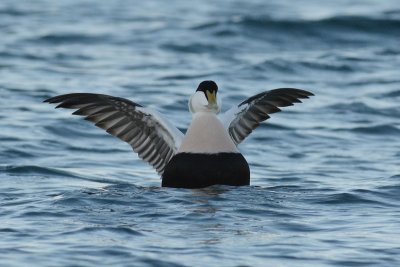 Eider  duvet (Common eider)