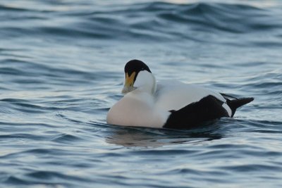 Eider  duvet (Common eider)