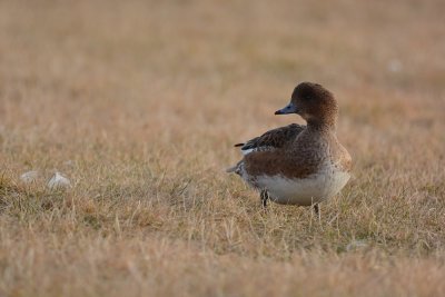 Canard siffleur (Eurasian wigeon)