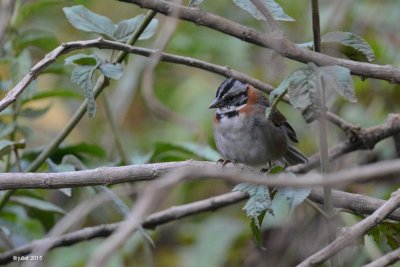 Bruant chingolo (Rufous-collared sparrow)