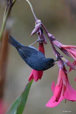 Percefleur ardois (Slaty flowerpiercer)