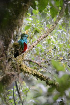 Quetzal resplendissant (Resplendent quetzal)