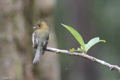 Moucherolle hupp (Tufted flycatcher)