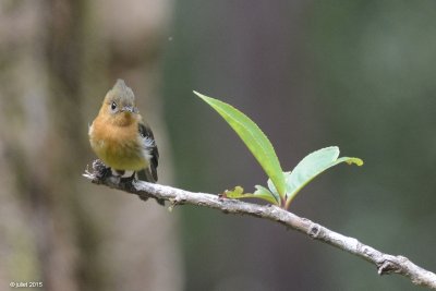 Moucherolle hupp (Tufted flycatcher)