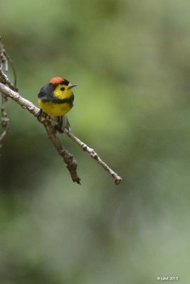 Paruline ceinture (Collared Redstart)