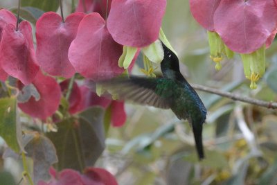 Colibri de Rivoli (Magnificent hummingbird)