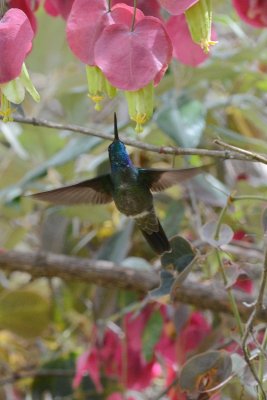 Colibri de Rivoli (Magnificent hummingbird)