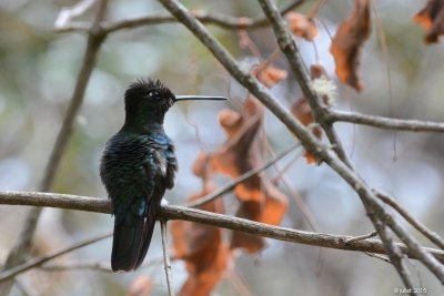 Colibri de Rivoli (Magnificent hummingbird)