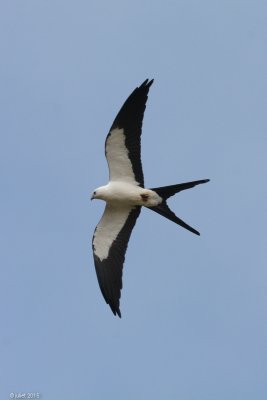 Milan  queue fourchue (Swallow-tailed Kite)