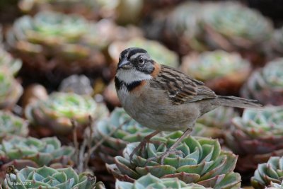 Bruant chingolo (Rufous-collared sparrow)