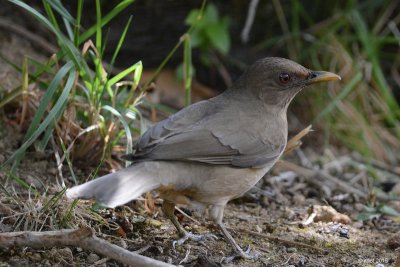 Merle fauve (Clay-colored thrush)