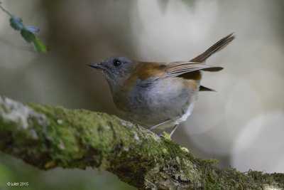 Grive  bec noir (Black-billed Nightingale-Thrush)