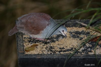 Colombe du Costa Rica (Buff-fronted quail-dove)