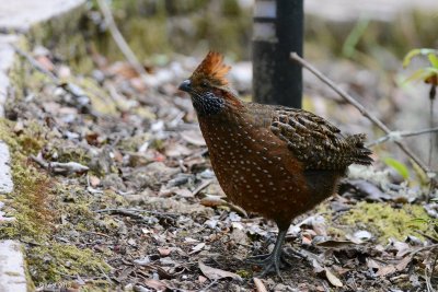 Tocro tachet (Spotted wood quail)