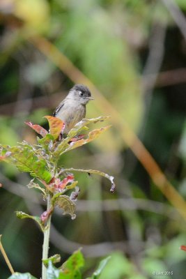 Moucherolle  tte noire (Black-capped flycatcher)