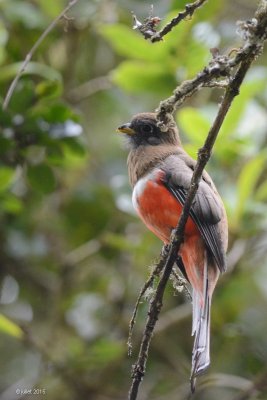 Trogon rosalba (Collared trogon)