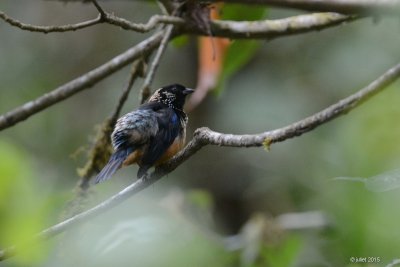 Calliste paillet (Spangle-cheeked tanager)