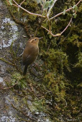 Troglodyte ocr (Ochraceous wren)