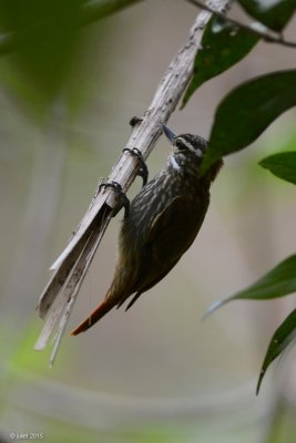 Xenops stri (Streaked Xenops)