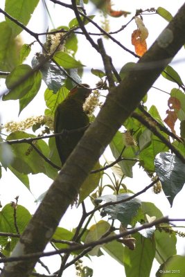 Conure de Hoffman (Sulphur-winged parakeet)