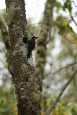 Pic glandivore (Acorn woodpecker)