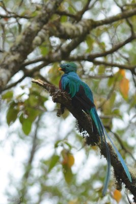 Quetzal resplendissant (Resplendent quetzal)
