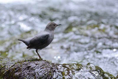 Cincle d'Amrique (American dipper)