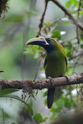 Toucanet meraude (Emerald toucanet)