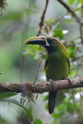 Toucanet meraude (Emerald toucanet)