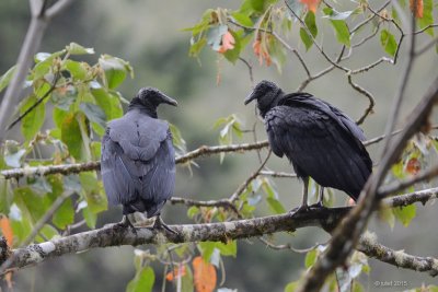 Urubu noir (Black vulture)