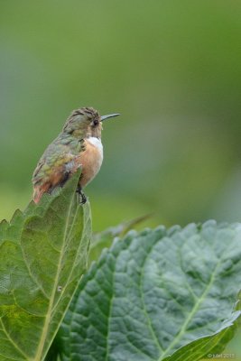Colibri scintillant (Scintillant Hummingbird)