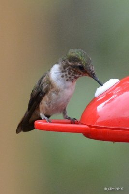 Colibri flammule (Volcano hummingbird)