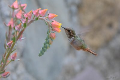 Colibri scintillant (Scintillant Hummingbird)