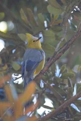 Ptilogon  longue queue (Long-tailed silky flycatcher)