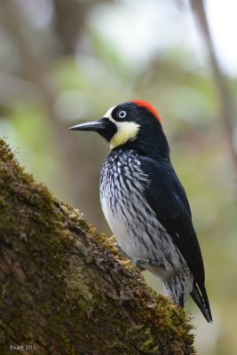 Pic glandivore (Acorn woodpecker)