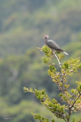 Pigeon  queue barre (Band-tailed pigeon)