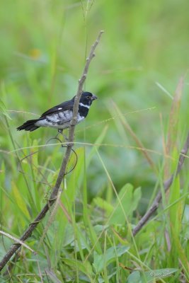 Sporophile variable (Variable seedeater) -Pacific race