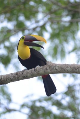 Toucan tocard (Black mandibled toucan)
